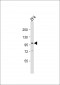 Zebrafish atg9a Antibody (C-Term)